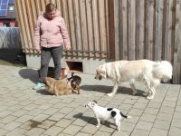BIANCA, Hund, Maremma Abruzzenhund-Mix in Winklarn - Bild 4