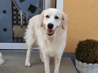 BIANCA, Hund, Maremma Abruzzenhund-Mix in Winklarn - Bild 6