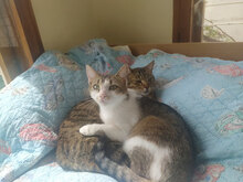 BENI, Katze, Hauskatze in Bulgarien - Bild 15