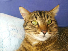BENI, Katze, Hauskatze in Bulgarien - Bild 3