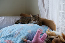 BENI, Katze, Hauskatze in Bulgarien - Bild 5