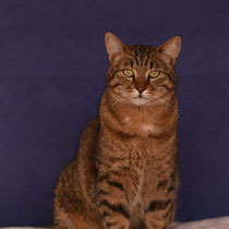 BENI, Katze, Hauskatze in Bulgarien - Bild 6