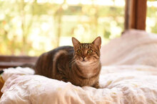 BENI, Katze, Hauskatze in Bulgarien - Bild 8
