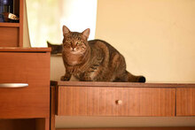 BENI, Katze, Hauskatze in Bulgarien - Bild 9