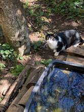RAYA, Katze, Hauskatze in Bulgarien - Bild 4