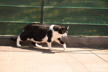 RAYA, Katze, Hauskatze in Bulgarien - Bild 5
