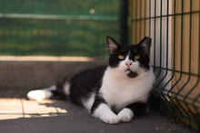 RAYA, Katze, Hauskatze in Bulgarien - Bild 6