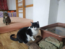 RAYA, Katze, Hauskatze in Bulgarien - Bild 7