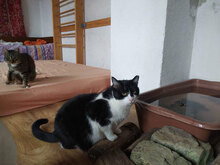 RAYA, Katze, Hauskatze in Bulgarien - Bild 8