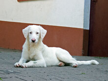 ELLIOT, Hund, Maremma Abruzzenhund-Mix in Beerfelden - Bild 1