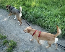 ALMA, Hund, Mischlingshund in Attendorn - Bild 5