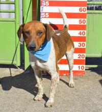KOLON, Hund, Mischlingshund in Slowakische Republik - Bild 3