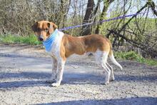 KOLON, Hund, Mischlingshund in Slowakische Republik - Bild 4
