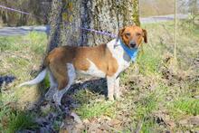 KOLON, Hund, Mischlingshund in Slowakische Republik - Bild 5