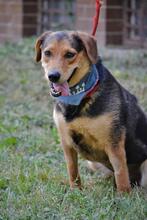 ELI, Hund, Mischlingshund in Slowakische Republik - Bild 11