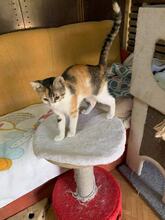 KAYA, Katze, Hauskatze in Bulgarien - Bild 3