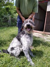 NIMROD, Hund, Mischlingshund in Ungarn - Bild 2
