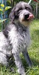 NIMROD, Hund, Mischlingshund in Ungarn - Bild 3