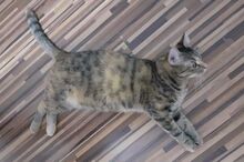 TILDA, Katze, Hauskatze in Rumänien - Bild 4