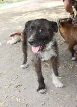 FLORA, Hund, Mischlingshund in Ungarn - Bild 1