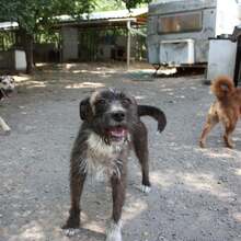FLORA, Hund, Mischlingshund in Ungarn - Bild 3