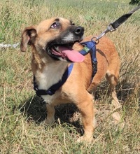 CORA, Hund, Mischlingshund in Rumänien - Bild 3