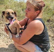 CORA, Hund, Mischlingshund in Rumänien - Bild 5