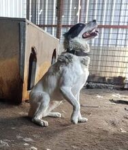CASSANDRA, Hund, Zentralasiatischer Owtcharka in Gefrees - Bild 8