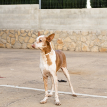 KIMI, Hund, Podenco in Spanien - Bild 11