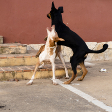 KIMI, Hund, Podenco in Spanien - Bild 12