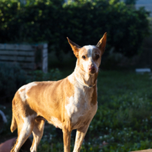 KIMI, Hund, Podenco in Spanien - Bild 2