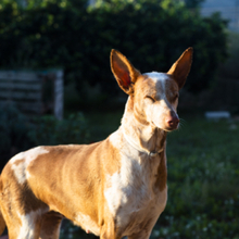 KIMI, Hund, Podenco in Spanien - Bild 3
