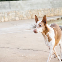 KIMI, Hund, Podenco in Spanien - Bild 7
