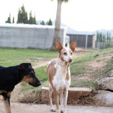 KIMI, Hund, Podenco in Spanien - Bild 8