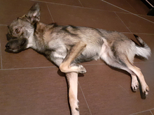 SALINA, Hund, Mischlingshund in Hohenhameln - Bild 10