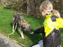 SALINA, Hund, Mischlingshund in Hohenhameln - Bild 14