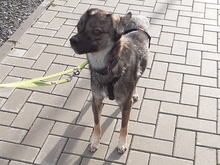 SALINA, Hund, Mischlingshund in Hohenhameln - Bild 16