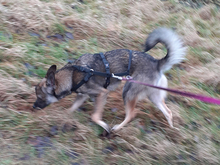 SALINA, Hund, Mischlingshund in Hohenhameln - Bild 9