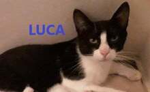 LUCA, Katze, Europäisch Kurzhaar in Bulgarien - Bild 1
