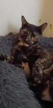 LUCY, Katze, Europäisch Kurzhaar in Bulgarien - Bild 10