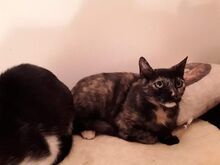 LUCY, Katze, Europäisch Kurzhaar in Bulgarien - Bild 5
