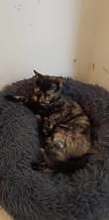 LUCY, Katze, Europäisch Kurzhaar in Bulgarien - Bild 6