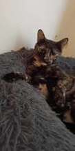 LUCY, Katze, Europäisch Kurzhaar in Bulgarien - Bild 7