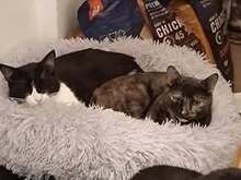 LUCY, Katze, Europäisch Kurzhaar in Bulgarien - Bild 8