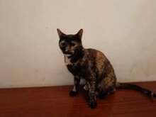 LUCY, Katze, Europäisch Kurzhaar in Bulgarien - Bild 9