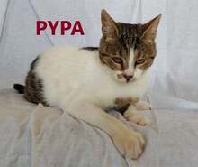 PYPA, Katze, Europäisch Kurzhaar in Bosnien und Herzegowina - Bild 1