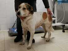 FARROW, Hund, Mischlingshund in Italien - Bild 2