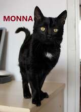 MONNA, Katze, Europäisch Kurzhaar in Bosnien und Herzegowina - Bild 1