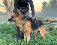 KING, Hund, Deutscher Schäferhund in Italien - Bild 3