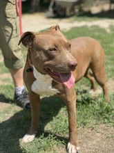 LOLA, Hund, Pit Bull Terrier-Mix in Italien - Bild 2